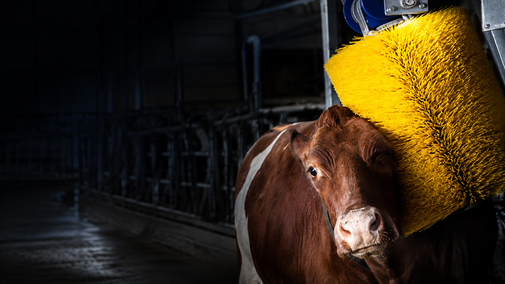 Custom rotating cow brush for dairy farm grooming equipment