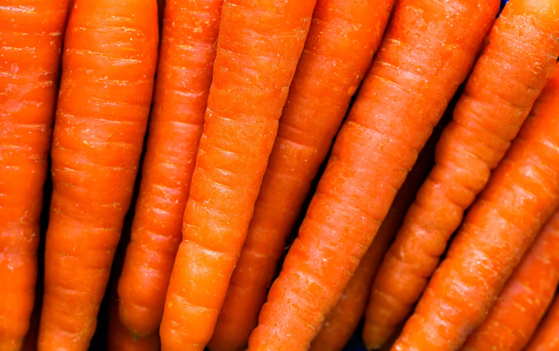 Fresh carrots for washing and food processing