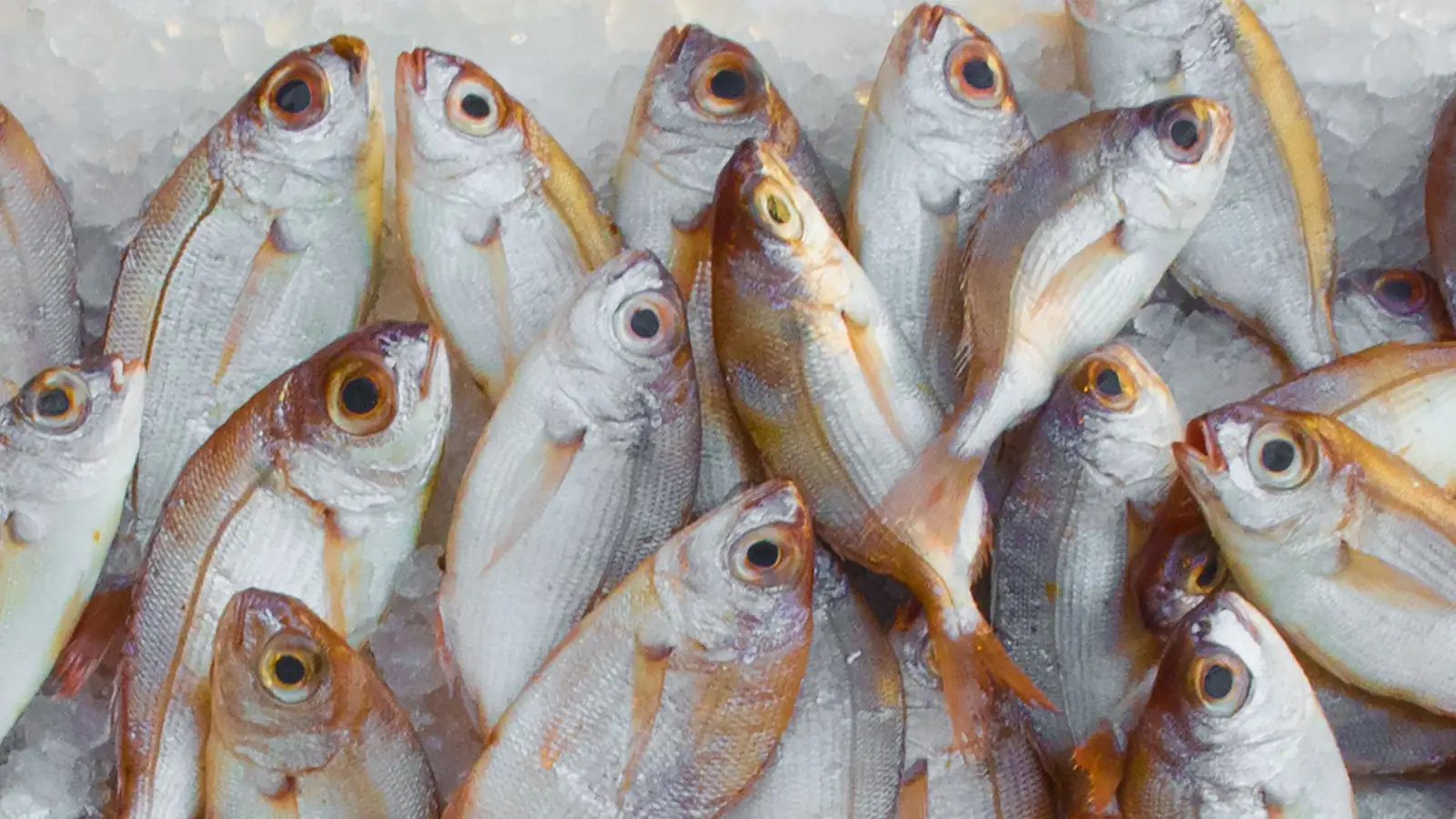 Fresh fish on ice for food processing cold-chain and hygiene applications