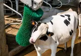 Cow using a livestock grooming brush