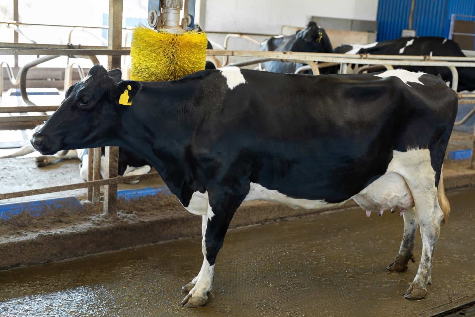 Cow Brushes vs. Manual Grooming A Comparative Analysis Brushcustom