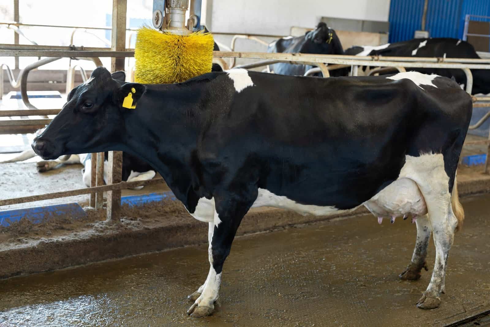 cleaning,cows,with,a,brush,on,a,farm,,equipment,for