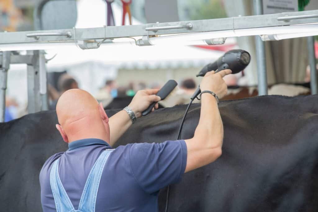 a,man,brushes,and,prepares,a,cow,for,a,cattle